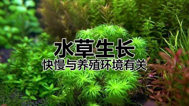 繁殖缸中水草的適宜生長速度（繁殖缸中水草的適宜生長速度對于水草的生長速度影響）
