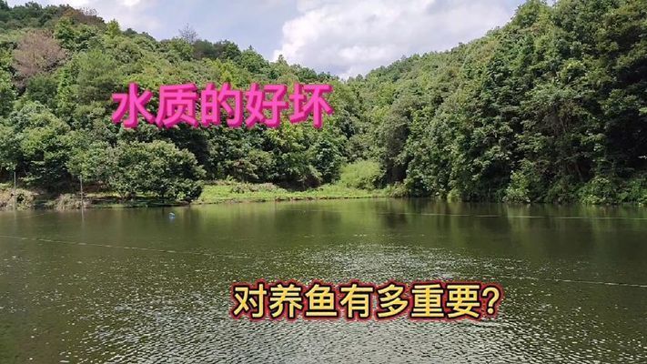 錦鯉能和龍魚混養(yǎng)嗎怎么養(yǎng)（錦鯉和龍魚可以在同一水族箱中混養(yǎng)嗎？）