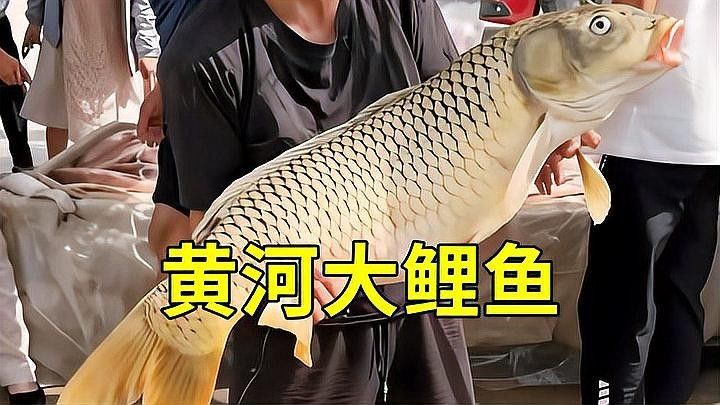 宏豐隴宴的黃河鯉魚新鮮嗎？