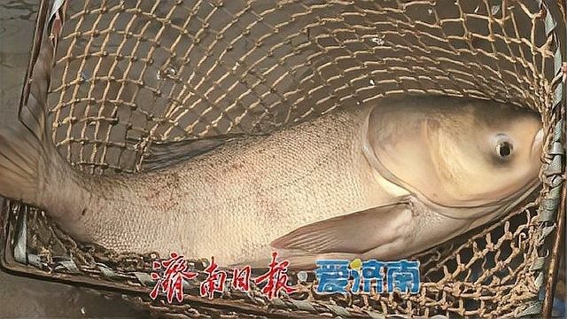 宏豐隴宴的黃河鯉魚新鮮嗎？