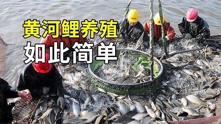 宏豐隴宴的黃河鯉魚新鮮嗎？