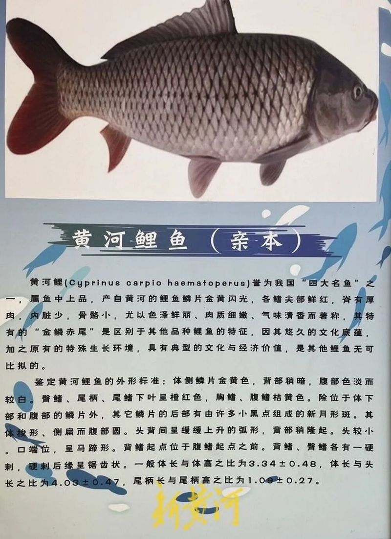 宏豐隴宴的黃河鯉魚新鮮嗎？