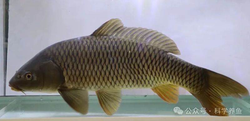宏豐隴宴的黃河鯉魚新鮮嗎？