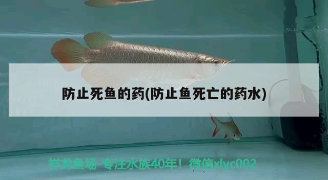 飼料 防止死魚的藥(防止魚死亡的藥水) 觀賞魚百科 防止死魚的藥(防止魚死亡的藥水) 防止死魚的藥(防止魚死亡的藥水) 觀賞魚百科