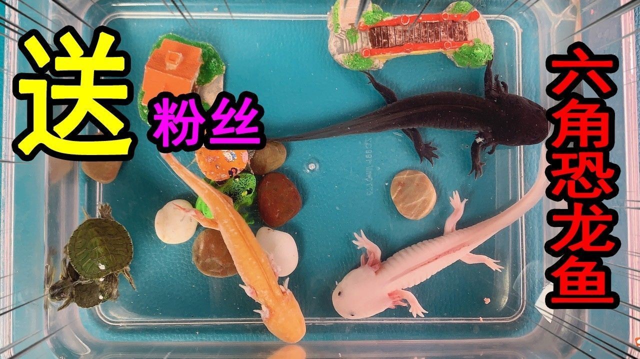 哪些魚適合和六角恐龍混養 哪些魚適合和六角恐龍混養 龍魚百科 第2張