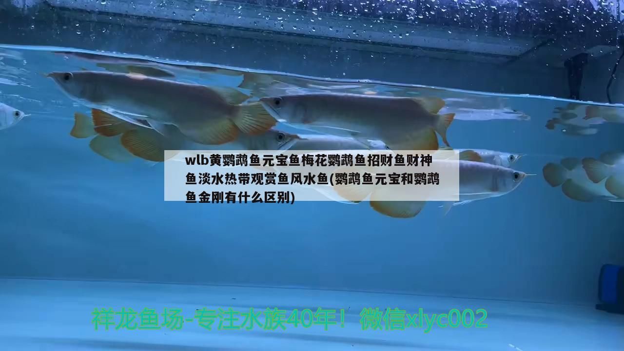 wlb黃鸚鵡魚元寶魚梅花鸚鵡魚招財魚財神魚淡水熱帶觀賞魚風水魚(鸚鵡魚元寶和鸚鵡魚金剛有什么區別)