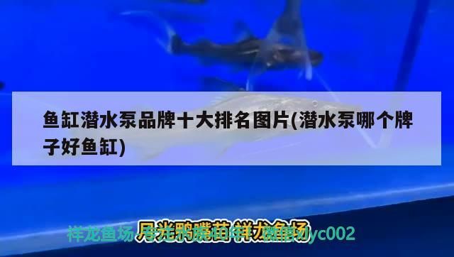 魚缸潛水泵品牌十大排名圖片(潛水泵哪個牌子好魚缸) 魚缸潛水泵品牌十大排名圖片(潛水泵哪個牌子好魚缸) 觀賞魚百科