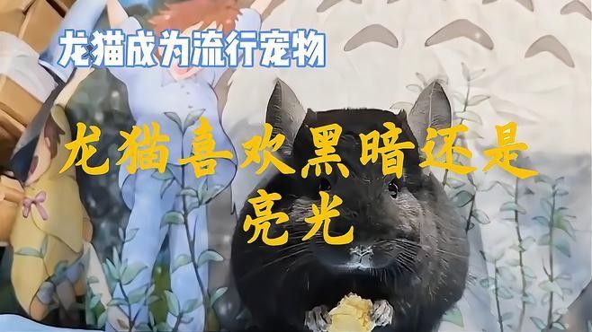 龍貓籠子可以放在臥室嗎