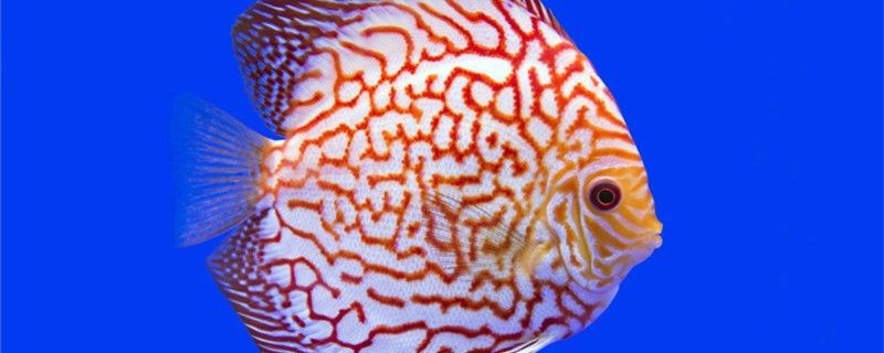 七彩神仙魚能和鸚鵡魚混養嗎能和龍魚一起混養嗎