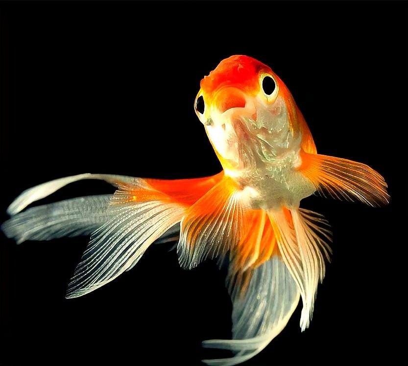 龍魚多久排一次便才算正常？ 龍魚多久排一次便才算正常？ 龍魚百科 第4張