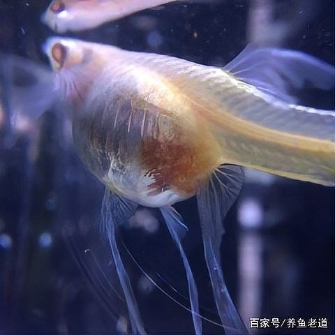 如何保持繁殖缸水溫穩定？（養魚老道孔雀魚繁殖季節注意事項，溫度水質全解析） 如何保持繁殖缸水溫穩定？（養魚老道孔雀魚繁殖季節注意事項，溫度水質全解析） 龍魚百科 第11張
