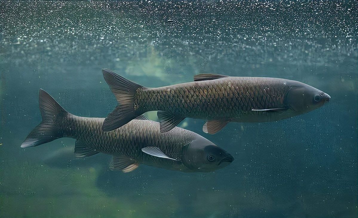 如何保持繁殖缸水溫穩定？（養魚老道孔雀魚繁殖季節注意事項，溫度水質全解析） 如何保持繁殖缸水溫穩定？（養魚老道孔雀魚繁殖季節注意事項，溫度水質全解析） 龍魚百科 第12張
