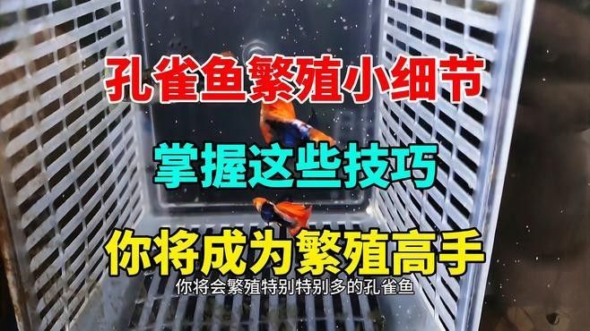 如何保持繁殖缸水溫穩定？（養魚老道孔雀魚繁殖季節注意事項，溫度水質全解析） 如何保持繁殖缸水溫穩定？（養魚老道孔雀魚繁殖季節注意事項，溫度水質全解析） 龍魚百科 第8張