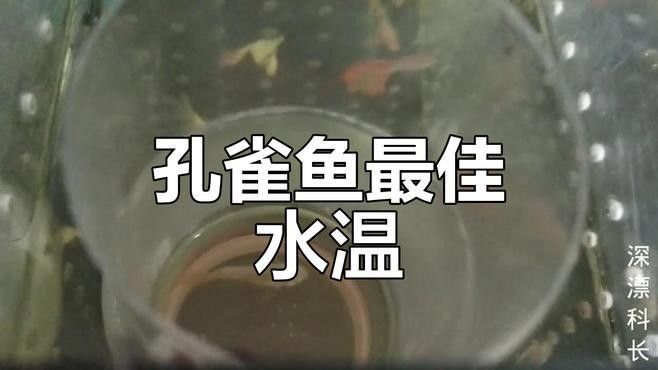如何保持繁殖缸水溫穩定？（養魚老道孔雀魚繁殖季節注意事項，溫度水質全解析） 如何保持繁殖缸水溫穩定？（養魚老道孔雀魚繁殖季節注意事項，溫度水質全解析） 龍魚百科 第7張