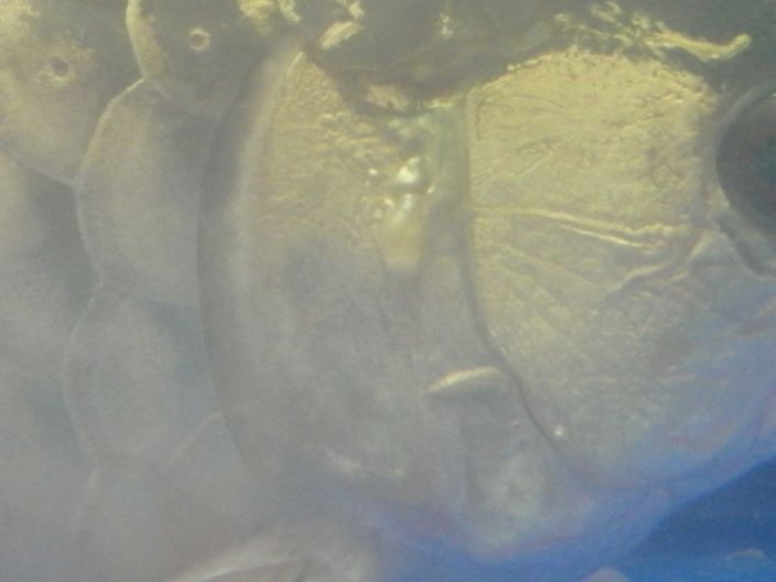 龍魚腮水腫水泡還趴缸