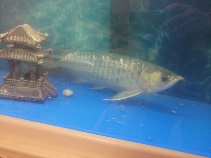 龍魚腮水腫水泡還趴缸