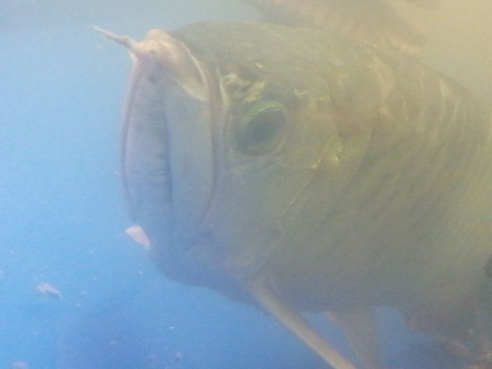 龍魚腮水腫水泡還趴缸