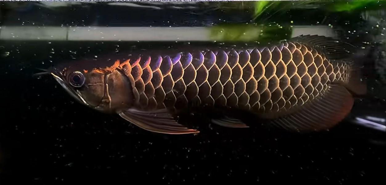 精品古典過背金龍魚 精品古典過背金龍魚