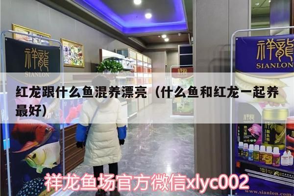 紅龍跟什么魚混養(yǎng)漂亮（什么魚和紅龍一起養(yǎng)最好）