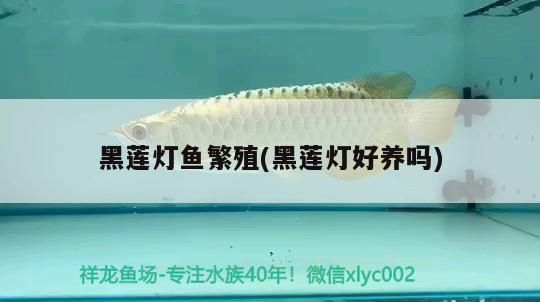 黑蓮燈魚繁殖(黑蓮燈好養(yǎng)嗎) 黑蓮燈魚繁殖(黑蓮燈好養(yǎng)嗎) 觀賞魚百科