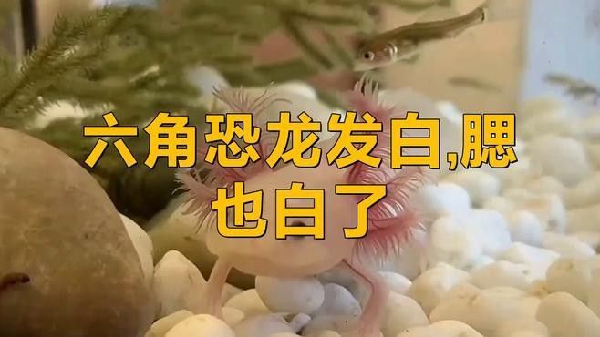 六角龍魚白斑病多久能治好 六角龍魚白斑病多久能治好 龍魚百科 第1張