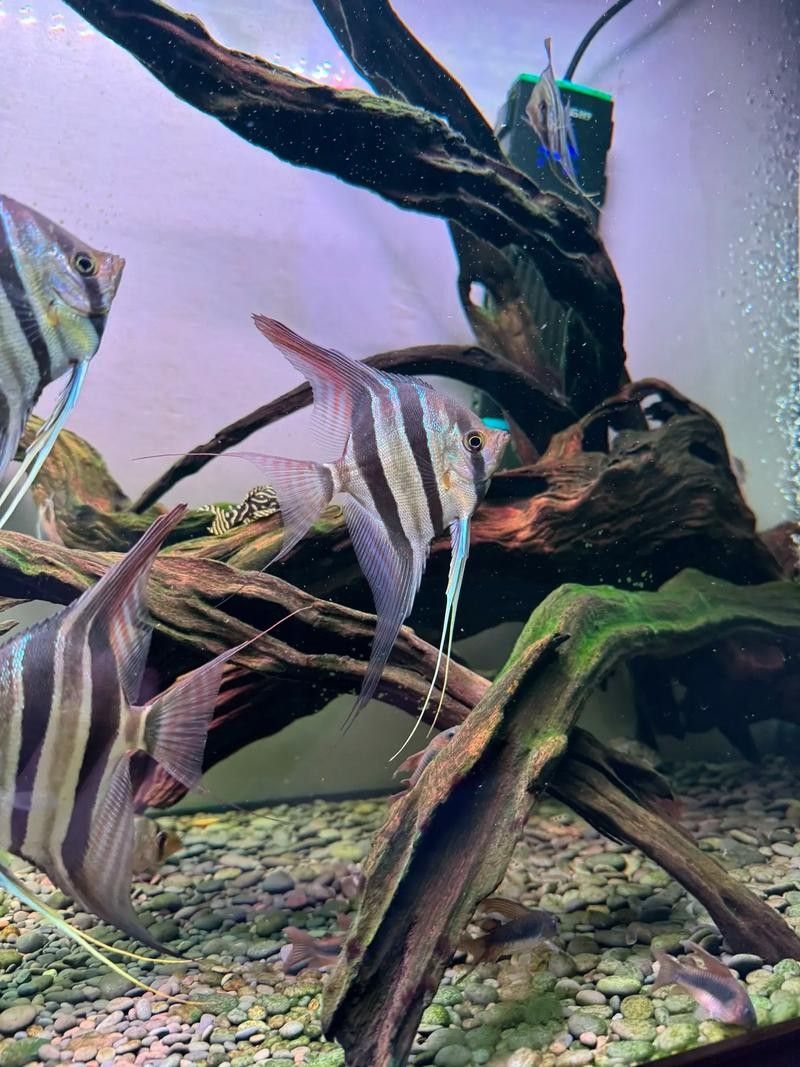 埃及神仙魚和龍魚混養需要哪些躲避裝飾 埃及神仙魚和龍魚混養需要哪些躲避裝飾 龍魚百科 第1張