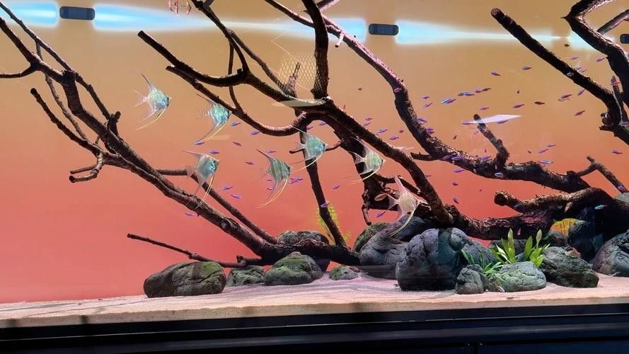 埃及神仙魚和龍魚混養需要哪些躲避裝飾 埃及神仙魚和龍魚混養需要哪些躲避裝飾 龍魚百科 第2張