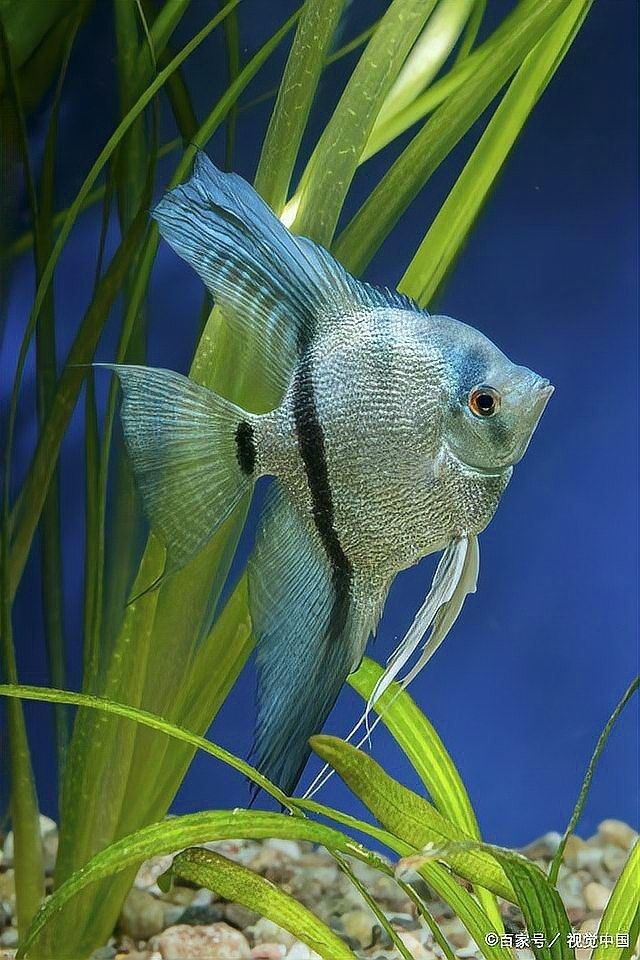 混養(yǎng)時(shí)如何確保神仙魚(yú)的安全（養(yǎng)魚(yú)老道，不同種類(lèi)觀賞魚(yú)如何混養(yǎng)記住這5點(diǎn)原則）