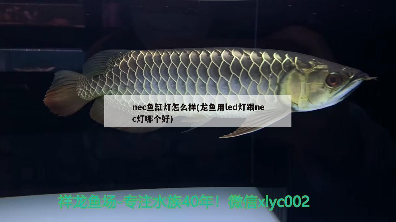 nec魚缸燈怎么樣(龍魚用led燈跟nec燈哪個好) nec魚缸燈怎么樣(龍魚用led燈跟nec燈哪個好) 觀賞魚百科