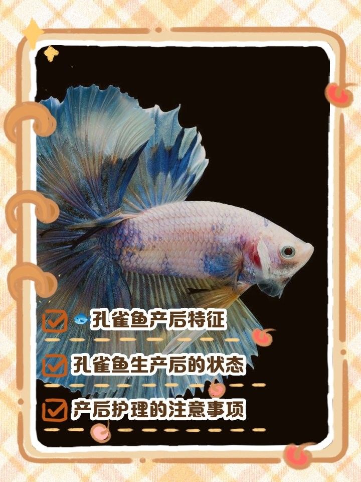 如何判斷母魚是否恢復？ 如何判斷母魚是否恢復？ 龍魚百科 第6張