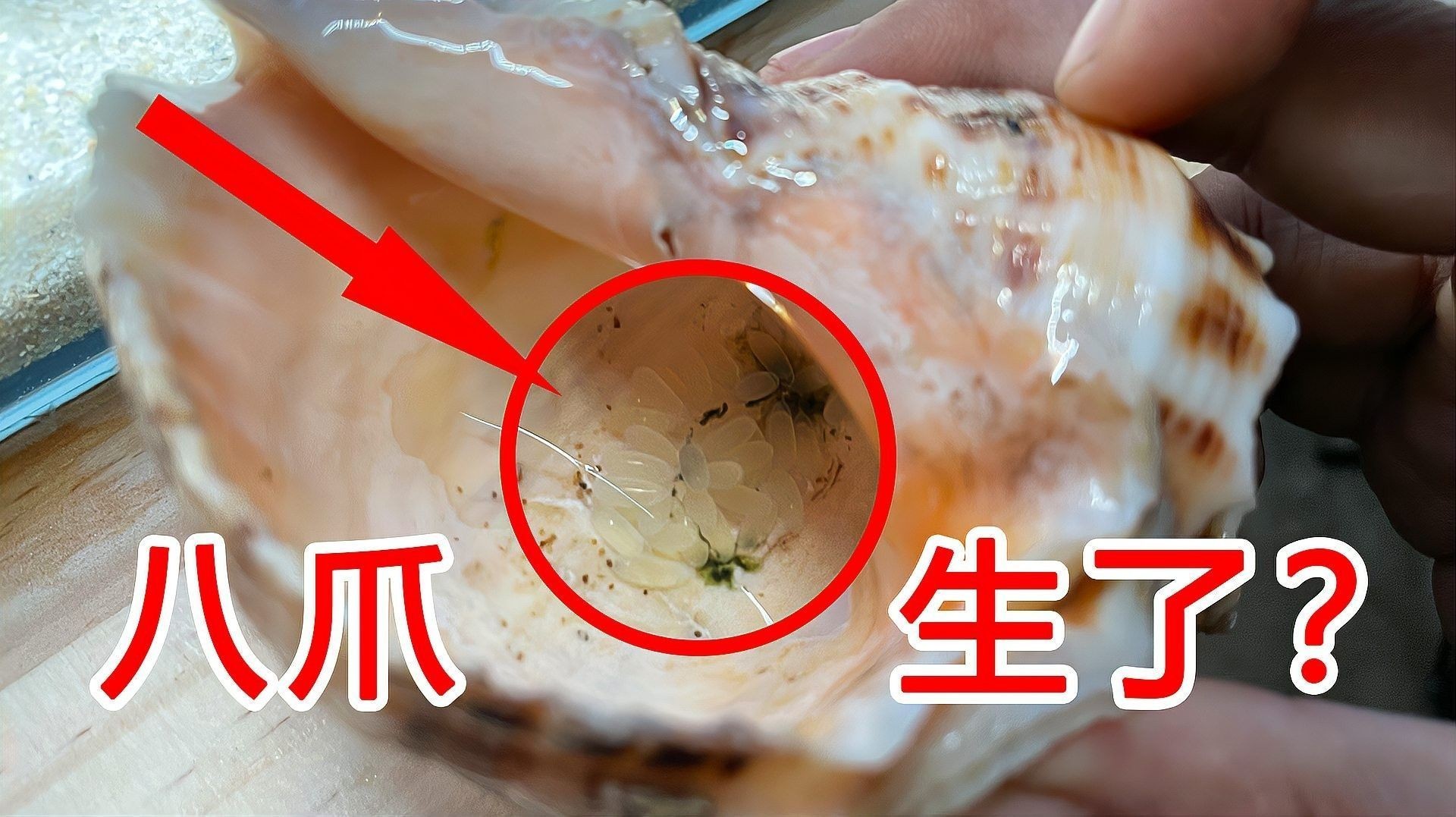 如何判斷母魚是否恢復？ 如何判斷母魚是否恢復？ 龍魚百科 第3張