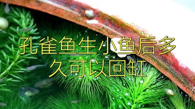 如何判斷母魚是否恢復？ 如何判斷母魚是否恢復？ 龍魚百科 第1張