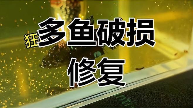 如何判斷母魚是否恢復？ 如何判斷母魚是否恢復？ 龍魚百科 第2張