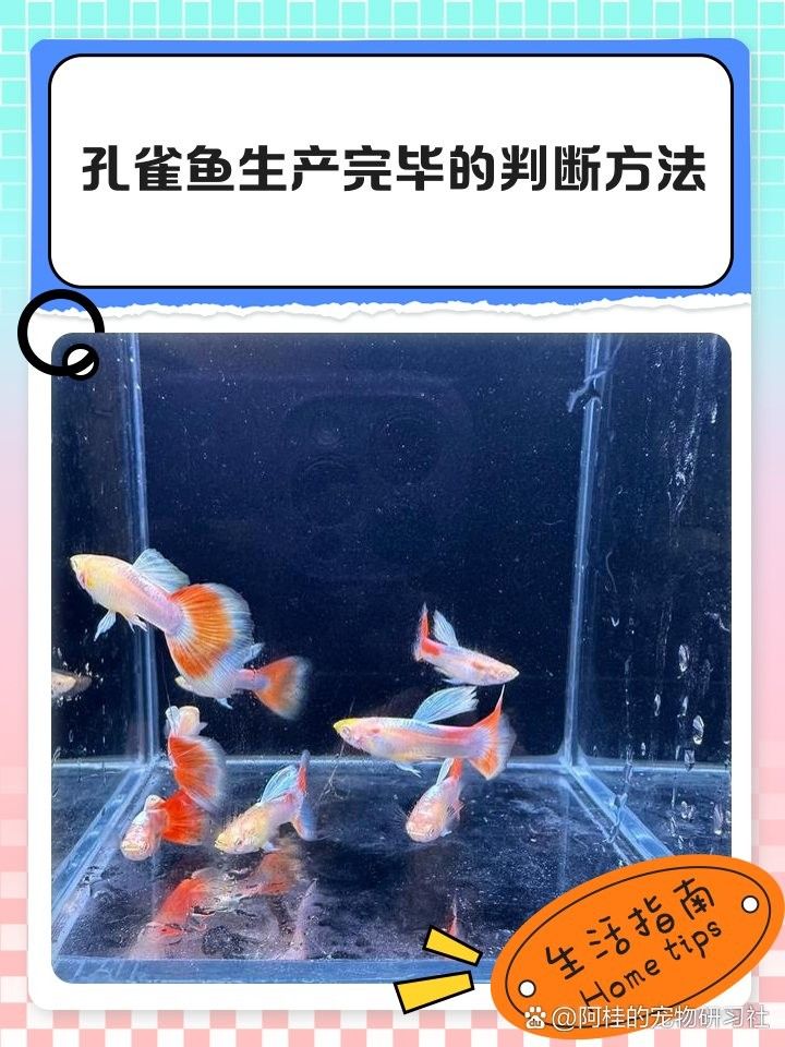 如何判斷母魚是否恢復？ 如何判斷母魚是否恢復？ 龍魚百科 第4張