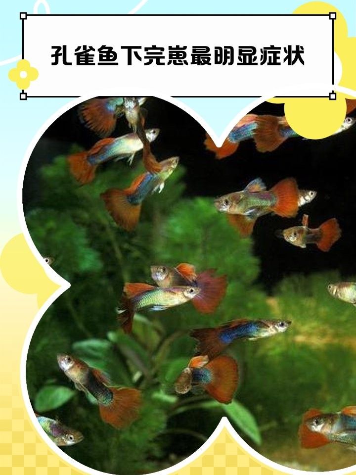 如何判斷母魚是否恢復？ 如何判斷母魚是否恢復？ 龍魚百科 第9張
