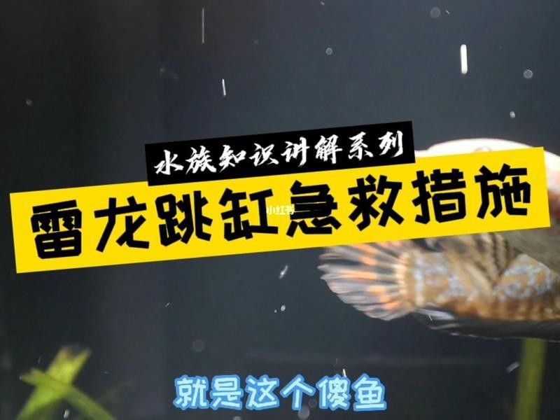 雷龍魚跳缸怎么辦（雷龍跳缸后如何處理急救措施全解析）