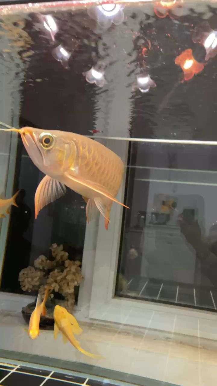 水杯魚缸造景圖（水杯養魚如何保證不缺氧）（水杯魚缸造景圖） 水杯魚缸造景圖（水杯養魚如何保證不缺氧）（水杯魚缸造景圖） 觀賞魚百科