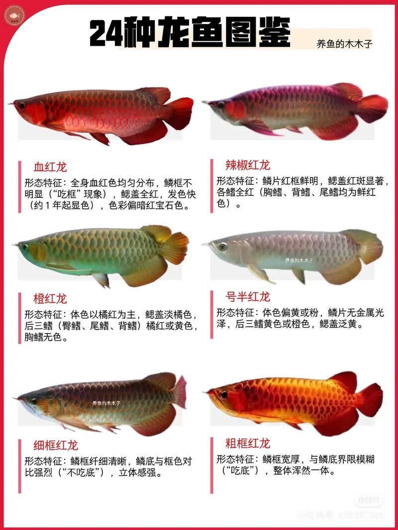 給我一些龍魚品種的圖片（常見的龍魚品種）