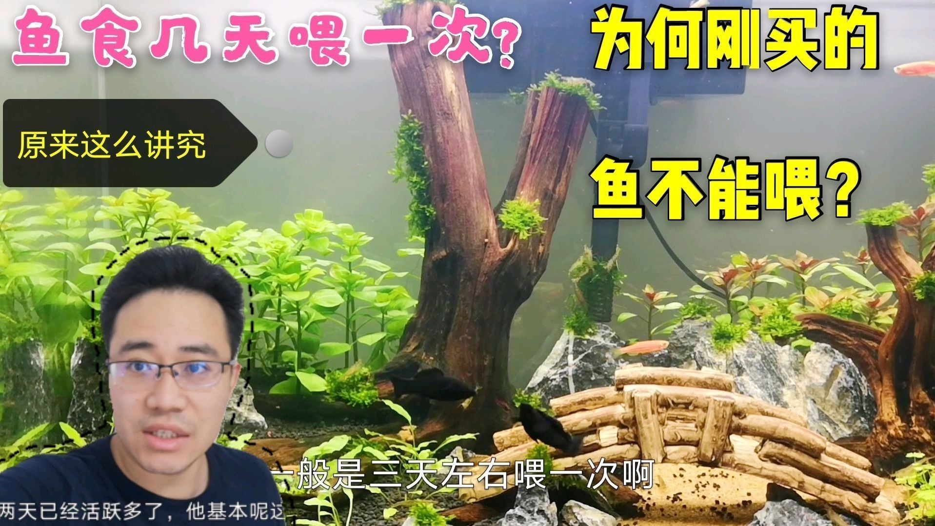 如何判斷魚是否吃飽？