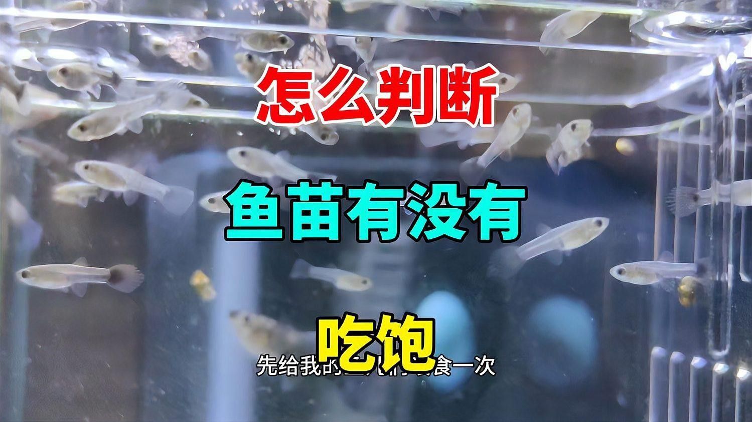 如何判斷魚是否吃飽？