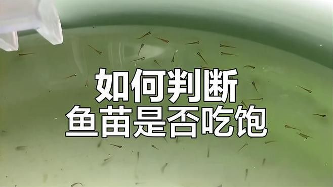 如何判斷魚是否吃飽？