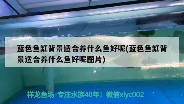 藍色魚缸背景適合養什么魚好呢(藍色魚缸背景適合養什么魚好呢圖片) 藍色魚缸背景適合養什么魚好呢(藍色魚缸背景適合養什么魚好呢圖片) 觀賞魚百科