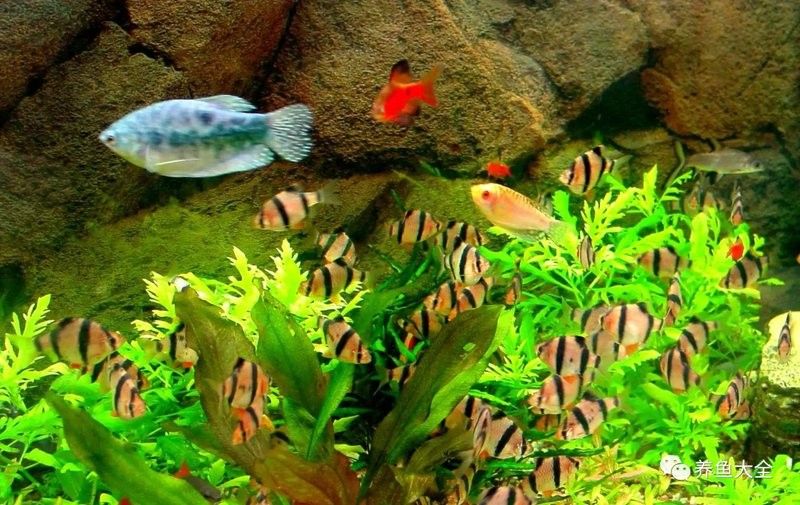 龍魚拉白便需要停食嗎