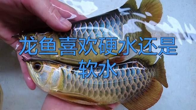 金龍魚發色需要哪些特定飼料？