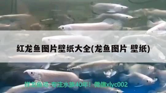 紅龍魚圖片壁紙大全(龍魚圖片壁紙) 紅龍魚圖片壁紙大全(龍魚圖片壁紙) 觀賞魚百科