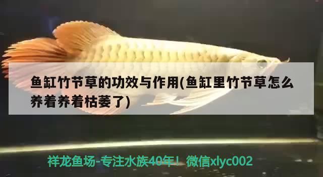 魚缸竹節草的功效與作用(魚缸里竹節草怎么養著養著枯萎了) 魚缸竹節草的功效與作用(魚缸里竹節草怎么養著養著枯萎了) 觀賞魚百科
