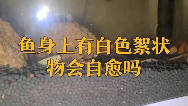 紅龍魚鱗片發白會自愈嗎？ 紅龍魚鱗片發白會自愈嗎？ 龍魚百科 第2張
