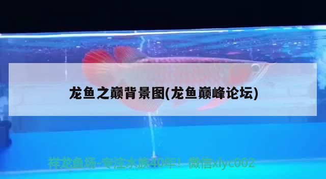 龍魚之巔背景圖(龍魚巔峰論壇)