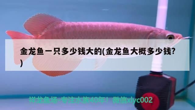 金龍魚一只多少錢大的(金龍魚大概多少錢?)