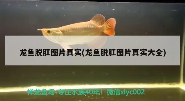 龍魚脫肛圖片真實(龍魚脫肛圖片真實大全) 龍魚脫肛圖片真實(龍魚脫肛圖片真實大全) 觀賞魚百科